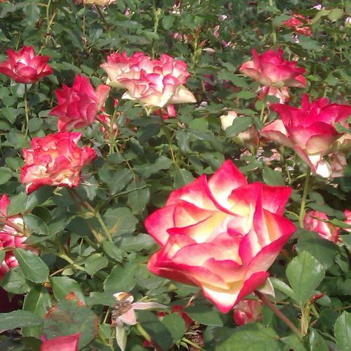 Krémszínű, piros szegéllyel - Csokros virágú - magastörzsű rózsafa- bokros koronaforma